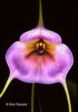 Masdevallias Gems of the Orchid World